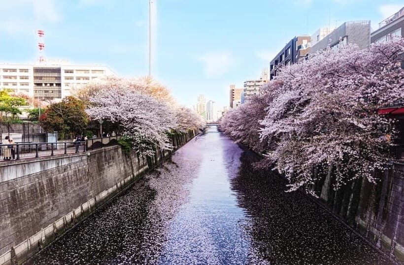 Licensed Guide Tokyo Meguro Cherry Blossom Walking Tour - What to Expect and Practical Tips