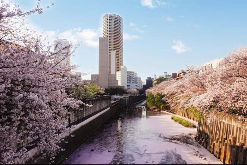 Licensed Guide Tokyo Meguro Cherry Blossom Walking Tour - Final Thoughts