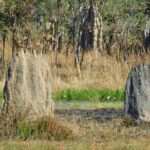 Litchfield Park & Jumping Crocodile Cruise - What Makes This Tour Truly Valuable