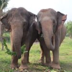 Living Green Elephant Sanctuary Experience near Bangkok & Pattaya - Respectful elephant observation and interaction