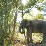 Living Green Elephant Sanctuary Tour from Bangkok and Pattaya - What Makes This Tour Special?