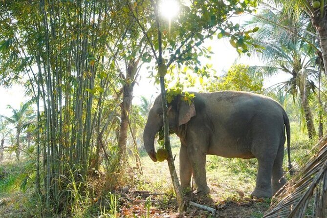 Living Green Elephant Sanctuary Tour from Bangkok and Pattaya - What Makes This Tour Special?