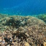 Lombok: East Gili Islands Snorkeling Tour with BBQ Lunch - Practicalities & What to Expect
