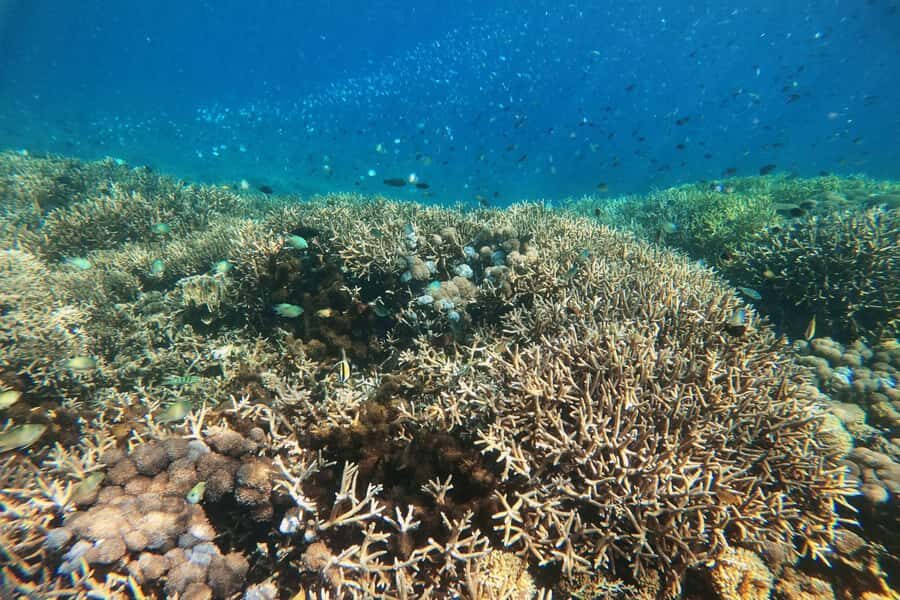 Lombok: East Gili Islands Snorkeling Tour with BBQ Lunch - Practicalities & What to Expect