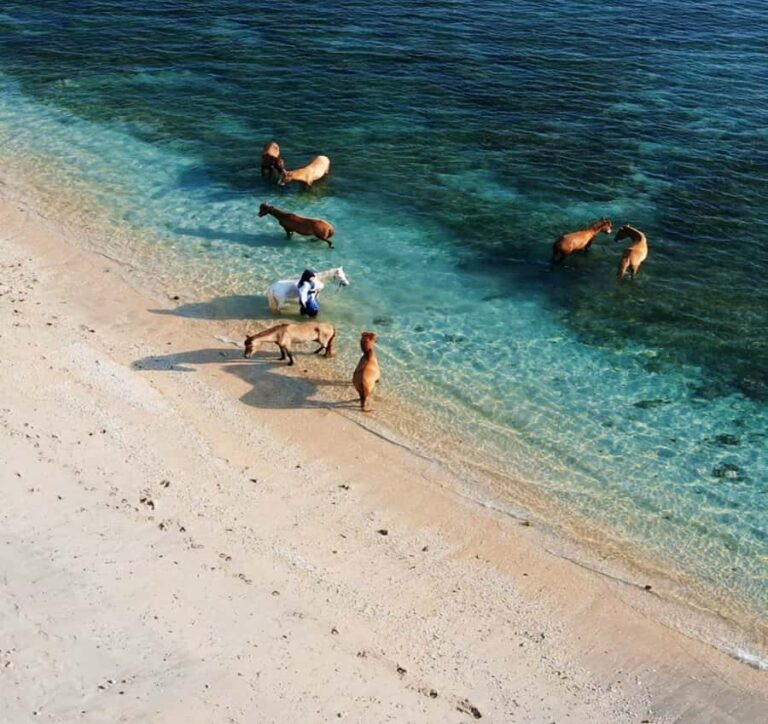 Lombok : Gili Snorkeling Trip (Goleng, Asahan, Layar) - The Sum Up