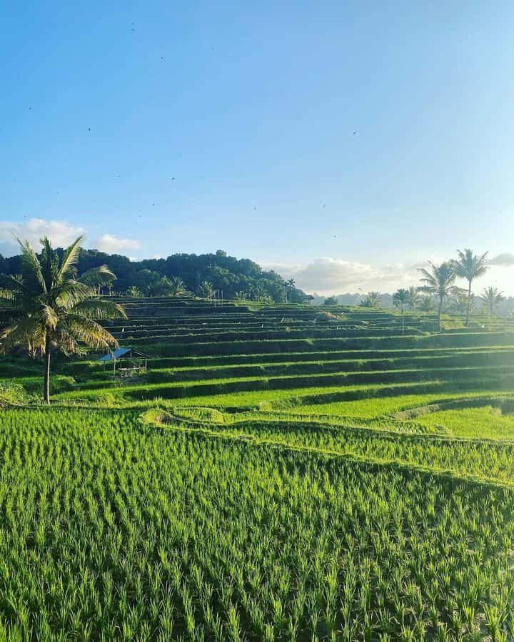 Lombok: Rice Field Terrace, Waterfalls, Culture & Tradition - The Breathtaking Bayan Rice Field Terraces