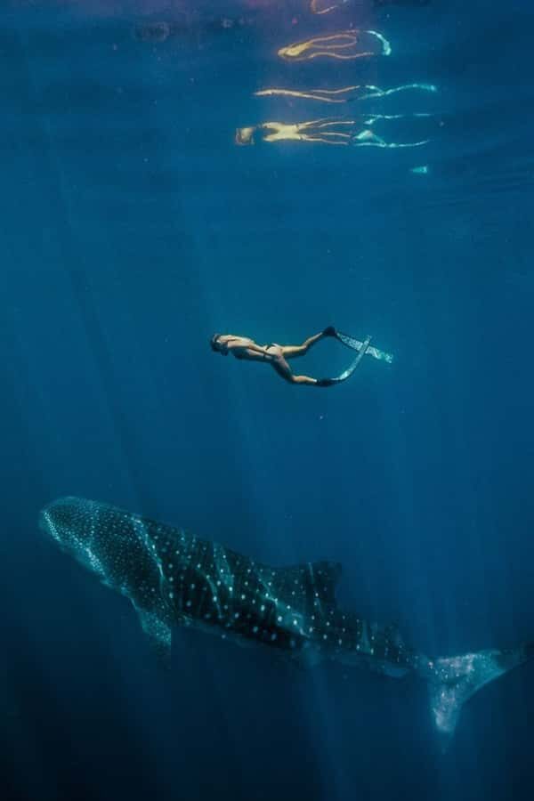 Lombok : Sharing Whale Shark Tour 2 Day 1 Night Sumbawa - Final Thoughts