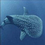 Lombok Sumbawa Sharing 2D1N Whale Shark With Snorkeling - Day 2: The Main Event – Swimming with Whale Sharks