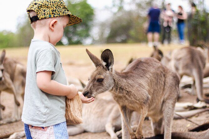 Lone Pine Koala Sanctuary Day Pass - How to Maximize Your Visit  