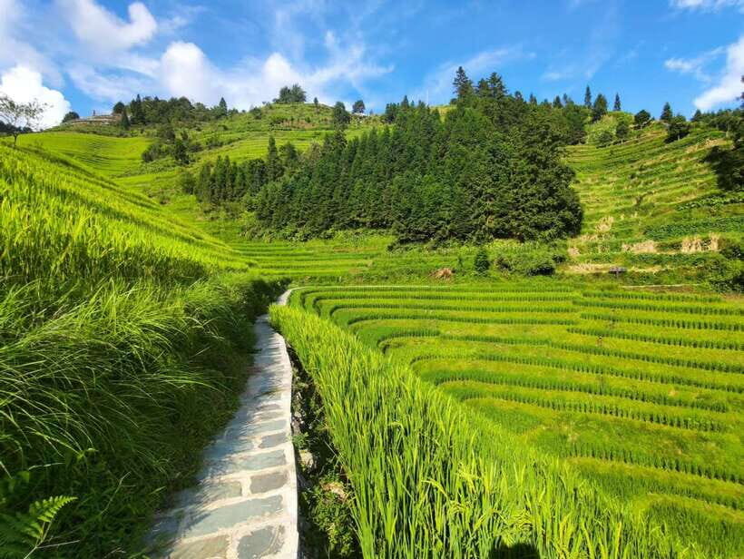 Longji Rice Terraces: Full-Day Private Tour from Guilin - Exploring Longji Rice Terraces: What You Can Expect
