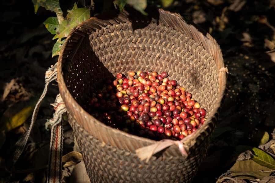 Luang Prabang: Coffee Farm Tour with Roasting & Workshop - An In-Depth Look at the Tour Experience