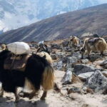 Lukla: 11-Day Everest Base Camp Trek from Lukla with Guide - What’s Included & What to Budget For