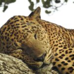 Lunugamwehera National Park (Yala block 5/6) Safari Tour - The Practical Details: Costs, Booking, and What to Bring