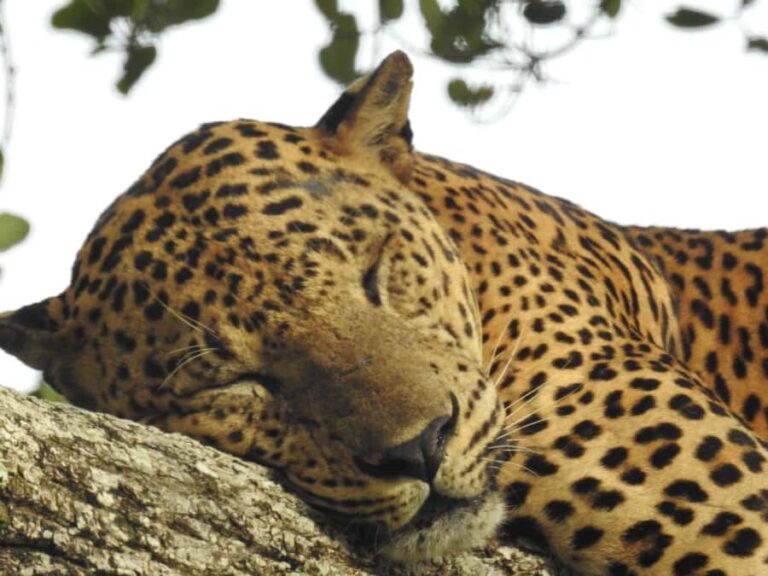 Lunugamwehera National Park (Yala block 5/6) Safari Tour - The Practical Details: Costs, Booking, and What to Bring