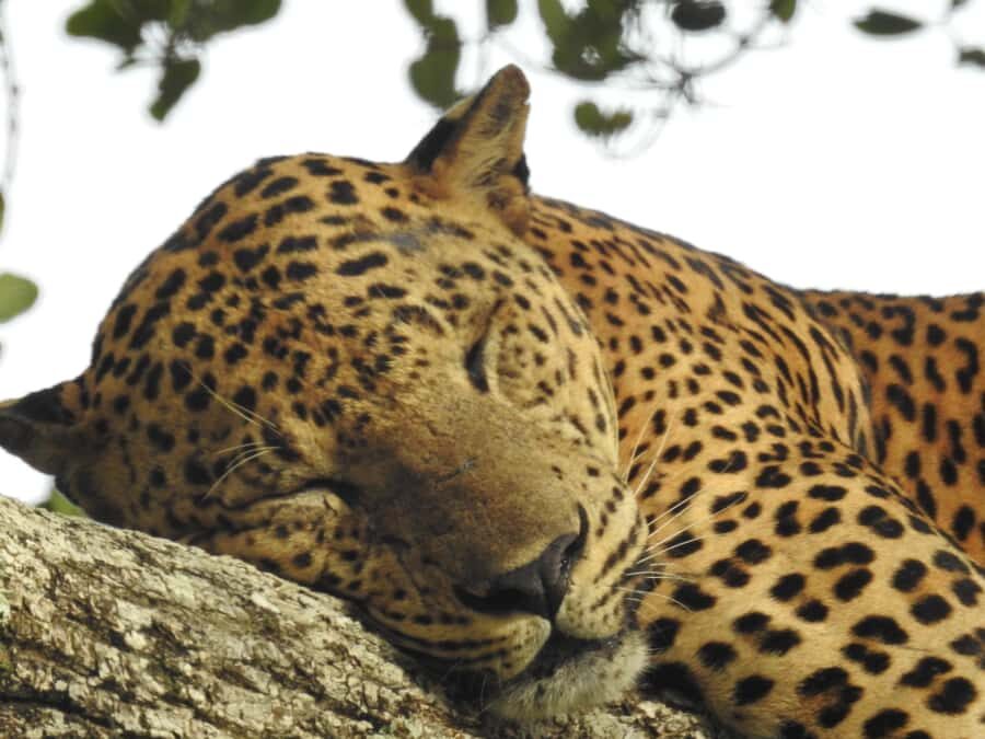 Lunugamwehera National Park (Yala block 5/6) Safari Tour - The Practical Details: Costs, Booking, and What to Bring