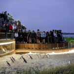 Luxury Phillip Island Tour for Families & Explorers 10 Max - The Specifics of the Itinerary