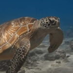 Maafushi: Discover Scuba Diving Class, First Time Experience - The Sum Up