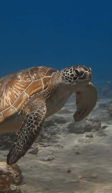 Maafushi: Discover Scuba Diving Class, First Time Experience - The Sum Up