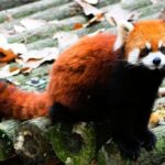 Macau Tour : Pickup + Red Panda + Insurance + Drop-off Hotel - The Sum Up