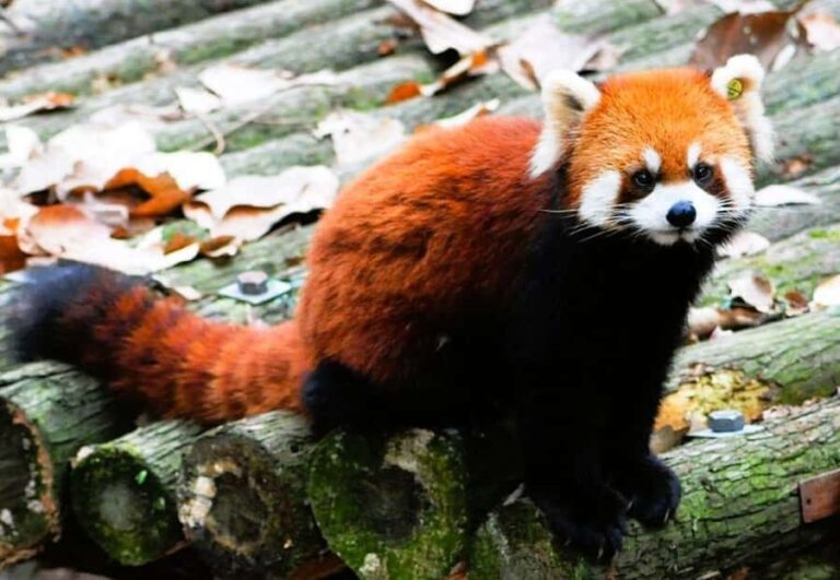 Macau Tour : Pickup + Red Panda + Insurance + Drop-off Hotel - The Sum Up