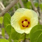 Magens Bay Nature Walk & premium hands-free Hobie Kayak Adventure - The Sum Up