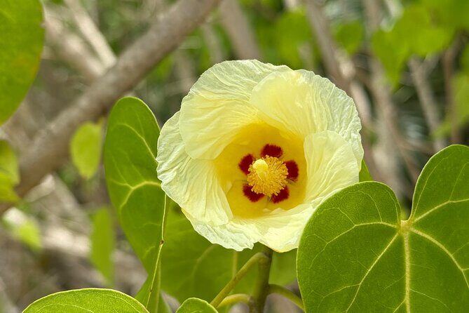 Magens Bay Nature Walk & premium hands-free Hobie Kayak Adventure - The Sum Up