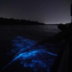 Magical Blue Tears Night Boat Tour in Kuala Selangor - FAQ