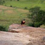 Mahiyanganaya: Sorabora Lake Sunset Birdwatching Tour - Practical Details and Tips