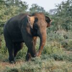 Majestic Sri Lanka in 13 Days All Inclusive VIP Tour by Sithiyam - What Makes This Tour Stand Out?