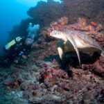 Maldives: Discover Scuba Diving - What to Expect from the Maldives Discover Scuba Diving Tour