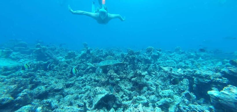 Malé: Two-Point Snorkelling Adventure - What’s Included and What’s Not