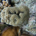 Manado: Bunaken National Park Snorkeling or Diving Tour - Practical Details: Transportation, Timing, and Group Size