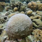 Manado: Bunaken National Park Snorkeling or Diving Tour - The Practicalities: What You Need to Know