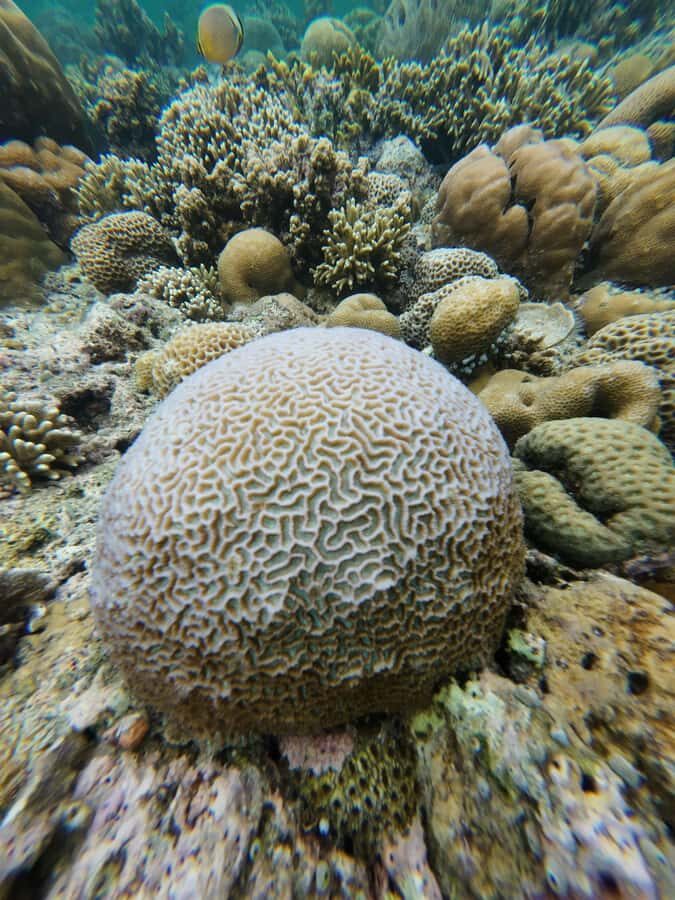 Manado: Bunaken National Park Snorkeling or Diving Tour - The Practicalities: What You Need to Know