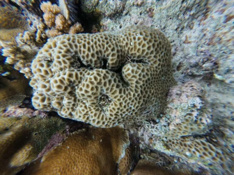 Manado: Bunaken National Park Snorkeling or Diving Tour - Practical Details: Transportation, Timing, and Group Size