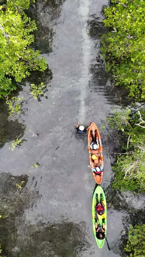 Manado: Tarsier Mangrove Forest Kayak Tour - Why You Should Consider This Tour