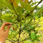 MANILA:Coffee Farm Tour with Coffee bean picking - Analyzing the Itinerary: What to Expect