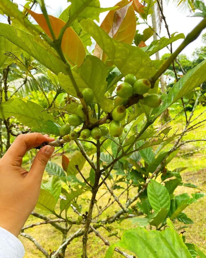 MANILA:Coffee Farm Tour with Coffee bean picking - Analyzing the Itinerary: What to Expect