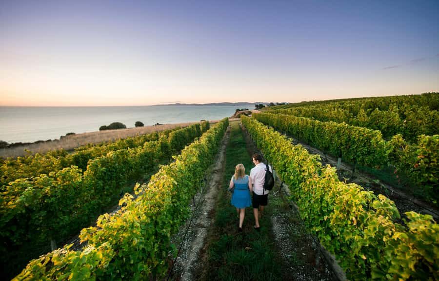 Marlborough Wine Tour: Including Cloudy Bay and Lunch - What Makes This Tour Stand Out?