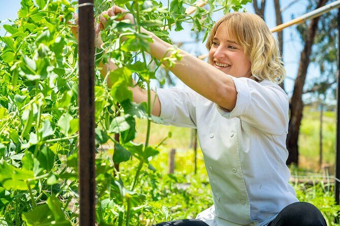 McLaren Vale 4x4 Premium Food and Wine Tour with Private Lunch - Detailed Experience Breakdown