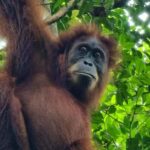 Medan: Bukit Lawang Orangutan Tour - Practical Considerations
