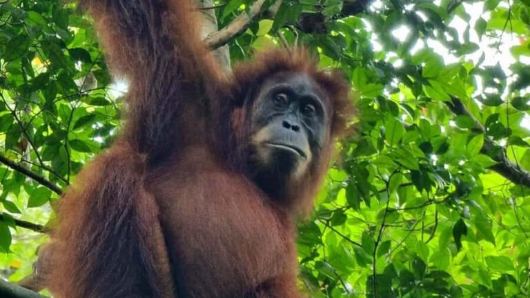Medan: Bukit Lawang Orangutan Tour - The Experience in Detail: What to Expect from the Bukit Lawang Tour
