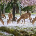 Meet the Deer Discover the Buddha in Nara With a Private Car - FAQ