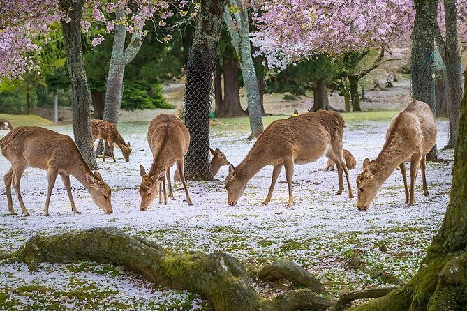 Meet the Deer Discover the Buddha in Nara With a Private Car - FAQ