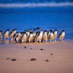 Melbourne 2 or 3 Day Unlimited Pass - What Travelers Can Expect: Practical Insights and Tips