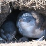 Melbourne Phillip Island Private Tour: Penguin Parade & Wildlife - Why Choose This Tour?