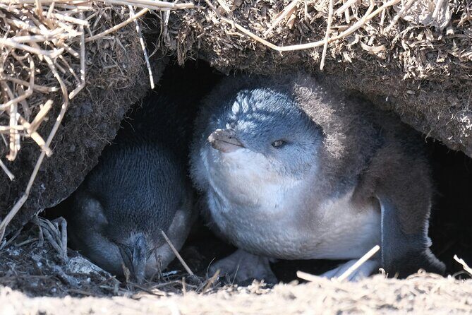 Melbourne Phillip Island Private Tour: Penguin Parade & Wildlife - Why Choose This Tour?