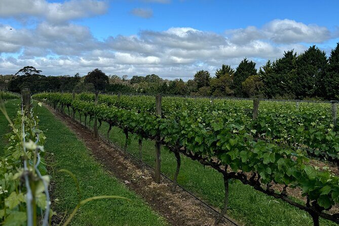 Melbourne: Private Mornington Peninsula & Winery Tours. - Who Would Enjoy This Tour?