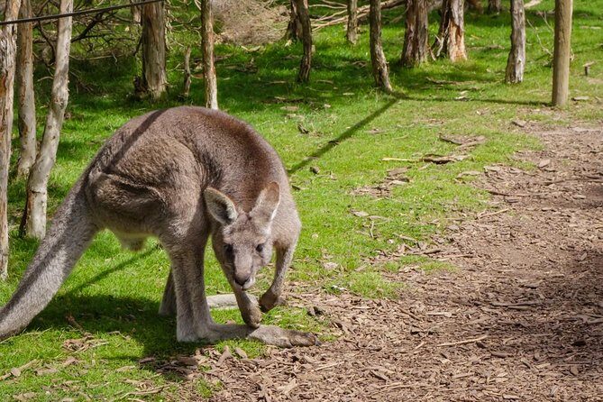 Melbourne Shore Excursion, Aussie Wildlife, Lunch, Wine & Sights - Who Is This Tour Best For?