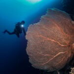 Menjangan Island: Fun Diving Experience - Overview of the Menjangan Island Fun Diving Tour